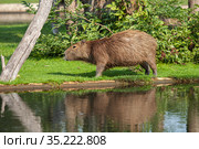Capybara by the reservoir. Animals at the Serengeti Zoo in Germany. Стоковое фото, фотограф Restyler Viacheslav / Фотобанк Лори