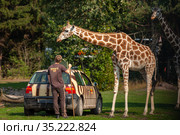 A giraffe and a worker at the Serengeti park zoo in Germany (2020 год). Редакционное фото, фотограф Restyler Viacheslav / Фотобанк Лори