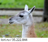 Портрет ламы (Lama glama Linnaeus) в профиль. Стоковое фото, фотограф Ирина Борсученко / Фотобанк Лори