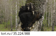 Гриб чага на стволе березы. A chaga fungus on the trunk of a birch tree. Стоковое видео, видеограф Евгений Романов / Фотобанк Лори