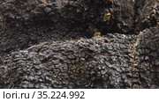 Гриб чага на стволе березы. A chaga fungus on the trunk of a birch tree. Стоковое видео, видеограф Евгений Романов / Фотобанк Лори