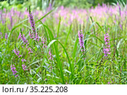 Лиловые соцветия дербенника иволистного (Lythrum salicaria L.) Стоковое фото, фотограф Ирина Борсученко / Фотобанк Лори