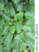 Фон из листьев актинидии острой (Actinidia arguta (Siebold & Zucc.) Planch. ex Miq.) Стоковое фото, фотограф Ирина Борсученко / Фотобанк Лори