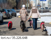 Two women lead four dogs around the city on leashes. Стоковое фото, фотограф Володина Ольга / Фотобанк Лори
