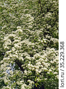 Цветение боярышника однопестичного (Crataegus monogyna Jacq.). Весна. Стоковое фото, фотограф Ирина Борсученко / Фотобанк Лори