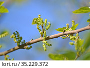 Шелковица чёрная (Morus nigra L.). Ветка с бутонами на фоне голубого неба. Стоковое фото, фотограф Ирина Борсученко / Фотобанк Лори