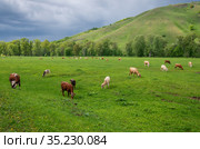 Стадо коров на горном пастбище весной. Cows on a mountain pasture in the spring. Стоковое фото, фотограф Евгений Романов / Фотобанк Лори