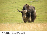 Горный домашний як - сарлык в горной степи на Алтае / Mountain ox sarlyk or in lating Bos grunniens in highland natural environment. Стоковое фото, фотограф Сергей Пристяжнюк (Serg Zastavkin) / Фотобанк Лори
