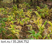 Купена лекарственная (Polygonatum odoratum) с плодами в смешанном лесу. Polygonatum odoratum (angular Solomon's seal) with fruits in a mixed forest. Стоковое фото, фотограф Евгений Романов / Фотобанк Лори