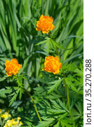 Цветущая купальница азиатская (лат. Trollius) в саду. Стоковое фото, фотограф Елена Коромыслова / Фотобанк Лори