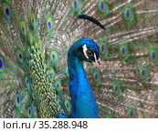 Обыкновенный, или голубой, павлин (лат. Pavo cristatus) Стоковое фото, фотограф lana1501 / Фотобанк Лори