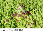 Молодило (лат. Sempervivum) на фоне очитка едкого (лат. Sedum acre) на клумбе крупным планом. Стоковое фото, фотограф Елена Коромыслова / Фотобанк Лори