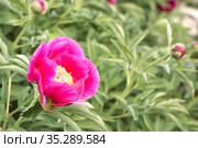 Evasive peony, or Mary's root (Paeonia anomala). Close-up. Floral background. Стоковое фото, фотограф Филатова Ирина / Фотобанк Лори