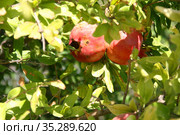 Плоды гранатового дерева (Punica granatum) Стоковое фото, фотограф Щеголева Ольга / Фотобанк Лори