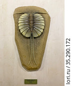 Трилобитообразные (Chelloniellon sp.), Девон (Trilobita). Государственный Дарвиновский музей (2021 год). Редакционное фото, фотограф Мария Кылосова / Фотобанк Лори