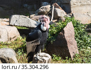 An andean condor in an aviary sits on a stump. Стоковое фото, фотограф Наталья Волкова / Фотобанк Лори