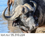 Wild buffalo bull at a watering hole, a view of the head with horns from above (2010 год). Стоковое фото, фотограф Олег Елагин / Фотобанк Лори