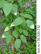 Листья актинидии коломикта (Actinidia  kolomikta (Maxim. & Rupr.) Maxim.) Стоковое фото, фотограф Ирина Борсученко / Фотобанк Лори