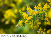 Yellow flowers of the plant Teline canariensis. Стоковое фото, фотограф Яков Филимонов / Фотобанк Лори