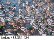 The mallard ducks feeding on the open water in winter. Yekaterinburg. Russia (2021 год). Стоковое фото, фотограф Сергей Пристяжнюк (Serg Zastavkin) / Фотобанк Лори