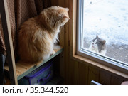 Две кошки, домашняя и уличная, смотрят друг на друга через окно в загородном доме. Стоковое фото, фотограф Иванов Алексей / Фотобанк Лори