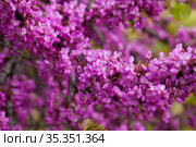 Blossoming of purple cercis siliquastrum at sunny day, nobody. Стоковое фото, фотограф Яков Филимонов / Фотобанк Лори