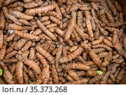 Closeup of dried turmeric rhizomes as natural food background. Стоковое фото, фотограф Яков Филимонов / Фотобанк Лори