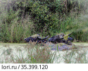 Water Buffalo in Udawalawe National Park on the island of Sri Lanka (2019 год). Стоковое фото, фотограф Сергей Фролов / Фотобанк Лори