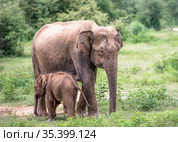 Elephant with baby elephant in the Udawalawe National Park on the island of Sri Lanka (2019 год). Стоковое фото, фотограф Сергей Фролов / Фотобанк Лори