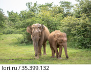Elephant with baby elephant in the Udawalawe National Park on the island of Sri Lanka (2019 год). Стоковое фото, фотограф Сергей Фролов / Фотобанк Лори
