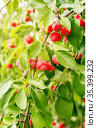 Harvest of paradise apples ranetka, many ripe red fruits with a sun glare hang on a branch in the garden in summer on a sunny day. Стоковое фото, фотограф Светлана Евграфова / Фотобанк Лори