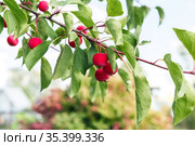 Harvest of paradise apples ranetka, many ripe red fruits hang on a branch in the garden in summer. Стоковое фото, фотограф Светлана Евграфова / Фотобанк Лори