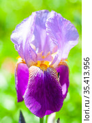 Цветок фиолетового ириса бородатого (Iris barbatus) Стоковое фото, фотограф Наталия Шевченко / Фотобанк Лори