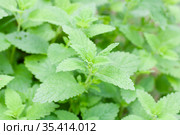 Мелисса лекарственная (лимонная), Melissa officinalis. Стоковое фото, фотограф Наталия Шевченко / Фотобанк Лори