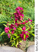 Бальзамин Том Тамб (лат. Impatiens balsamina) цветет на клумбе в саду. Стоковое фото, фотограф Елена Коромыслова / Фотобанк Лори