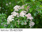 Боярышник однопестичный (Crataegus monogyna Jacq.). Цветение. Стоковое фото, фотограф Ирина Борсученко / Фотобанк Лори