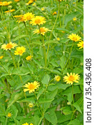 Цветущий гелиопсис шероховатый (Heliopsis helianthoides ssp. scabra (Dun.) Fisch.) Стоковое фото, фотограф Ирина Борсученко / Фотобанк Лори