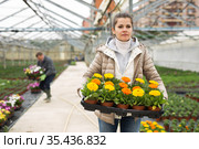 Female floriculturist arranging pots with blooming Calendula. Стоковое фото, фотограф Яков Филимонов / Фотобанк Лори