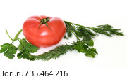 Ripe Tomato with water droplets, Dill (Anethum graveolens) and Petroselinum (parsley) Стоковое фото, фотограф Валерия Попова / Фотобанк Лори