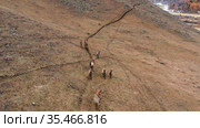 Горный Алтай осенью. Стадо благородных оленей (Cervus elaphus sibiricus) в загоне. Вид с воздуха. Mountain Altai in autumn. A herd of red deer (Cervus elaphus sibiricus) in a pen. Aerial view. Стоковое видео, видеограф Евгений Романов / Фотобанк Лори