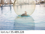 Little boy have fun inside big plastic balloon on the water of swimming pool on the summer resort. Kid inside big inflatable transparent ball running and having fun. Стоковое фото, фотограф Nataliia Zhekova / Фотобанк Лори