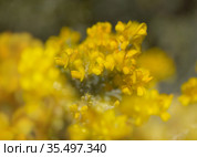 Flora of Gran Canaria - bright yellow flowers of Teline microphylla, broom species endemic to the island, natural macro floral background. Стоковое фото, фотограф Tamara Kulikova / Фотобанк Лори