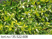 Бересклет Форчуна, сорт Blondy (Euonymus fortunei). Фон. Стоковое фото, фотограф Ирина Борсученко / Фотобанк Лори