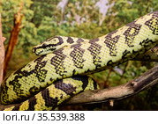 Ковровый питон (Carpet Python) Стоковое фото, фотограф Галина Савина / Фотобанк Лори