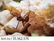 Leaf cutter ants. Стоковое фото, фотограф Julio Rivalta / Фотобанк Лори
