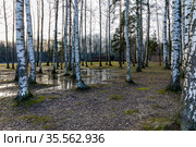Весенний пейзаж. Березовый лес после схода снега с водными проталинами. Стоковое фото, фотограф Grigory_Gez / Фотобанк Лори