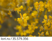 Flora of Gran Canaria - bright yellow flowers of Teline microphylla, broom species endemic to the island, natural macro floral background. Стоковое фото, фотограф Tamara Kulikova / Фотобанк Лори