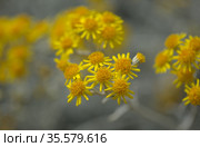 natural macro floral background with silver leaves Jacobaea maritima, commonly known as silver ragwort. Стоковое фото, фотограф Tamara Kulikova / Фотобанк Лори