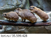 Животное Даман. Daman or Rock Hyrax. Стоковое фото, фотограф Галина Савина / Фотобанк Лори