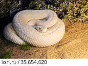 Гремучая змея прерийный альбинос.  Great Basin Rattlsnake. Стоковое фото, фотограф Галина Савина / Фотобанк Лори